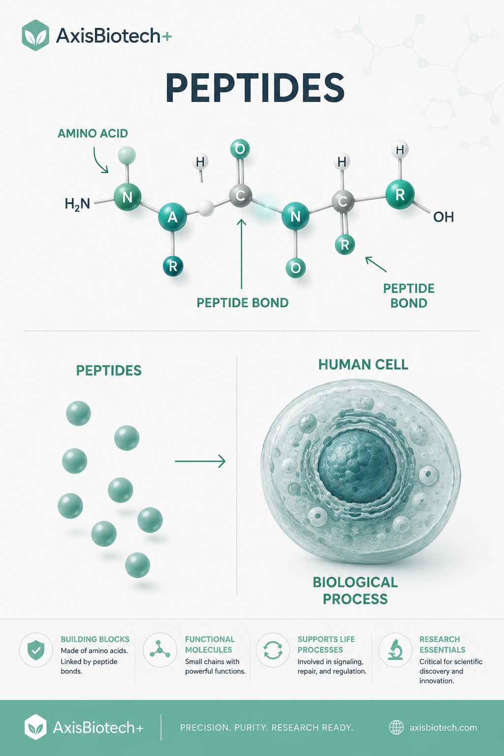 What Are Peptides? A Beginner-Friendly Guide