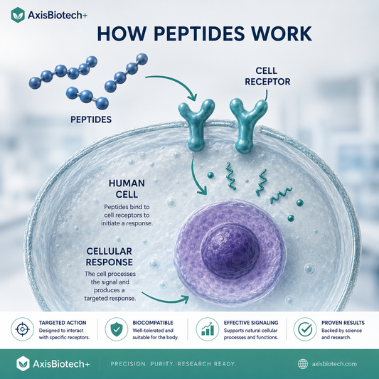 How Peptides Work in the Body: The Science Explained Simply