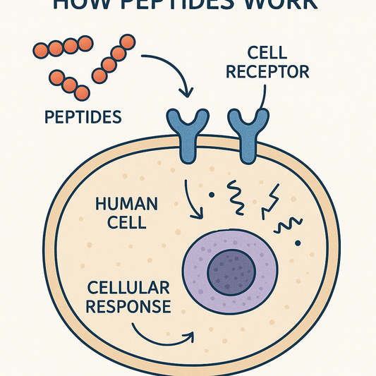 How Peptides Work in the Body: The Science Explained Simply